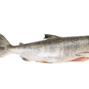Salmão