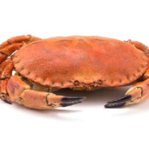 Sapateira